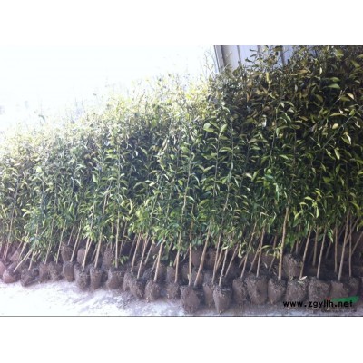 香橼树  香橼树苗