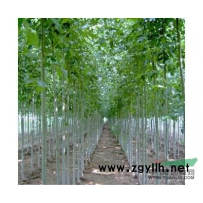 山东10公分国槐苗天津3公分国槐苗