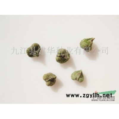 红果冬青种子  冬青种子
