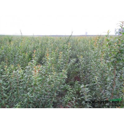 供应油桃苗|油桃苗价格|油桃品种