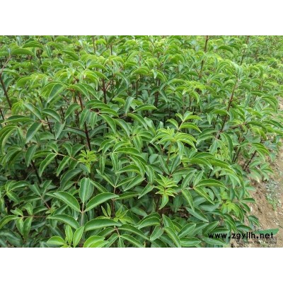 野鸦椿种子，一年苗30---60公分高。