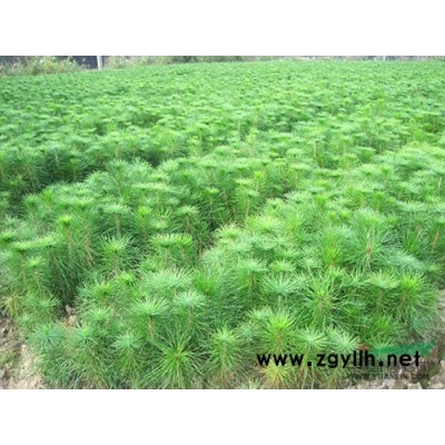 供应湖南丹桂 湖南丹桂批发 湖南丹桂价格