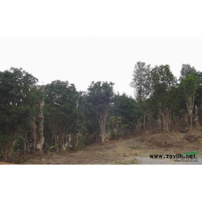 常年出售茶花树桂花树盆景树等