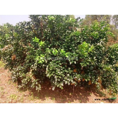 供应地径10—20公分沙田柚树