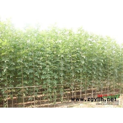 速生法桐小苗、速生白蜡苗