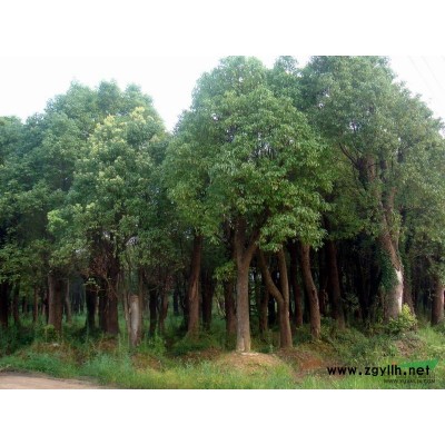 瓜子黄杨*新价格/瓜子黄杨报价