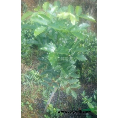 红豆树/江阴红豆树/鄂西红豆树/何氏红豆树2年苗