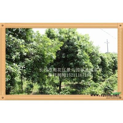 湖南无刺枸骨-柱形基地实景*新报价/无刺枸骨-柱形基地实景图片