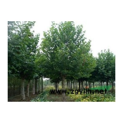 山东威海大法桐出售 壹叄玖零壹柒伍伍肆陆肆