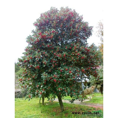 红花荷小苗。开花色大红