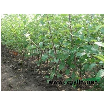 沈阳供应二年生大山丁子苗