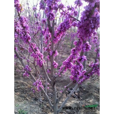 潍坊昌邑市100亩苗圃转让出售，价格面议