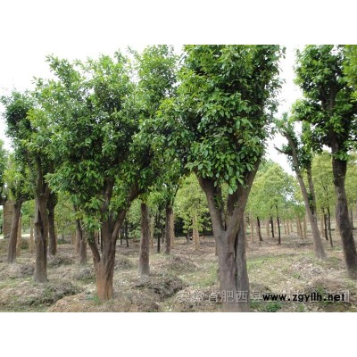 精品红梅2供应/精品红梅2图片