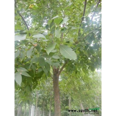 米径15全冠107杨树1000棵