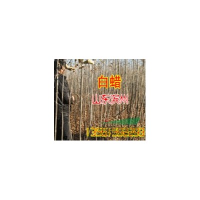 供应山东白蜡 国槐