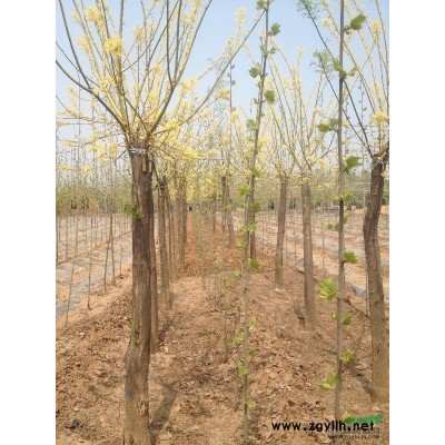 山东济宁长期供应6-15黄金槐