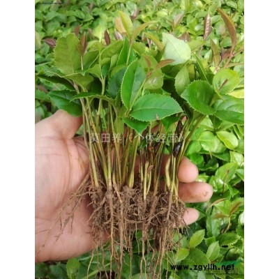 供应各种苗木、香樟、茶花、天竺桂、罗汉松、小叶榕。