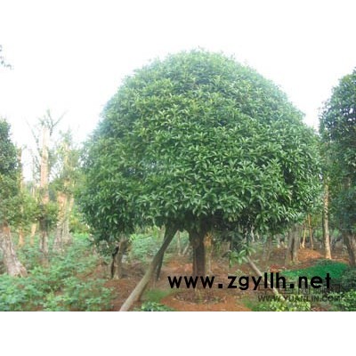 广西桂林供应低于市面价格大量出售各种规格的八月桂