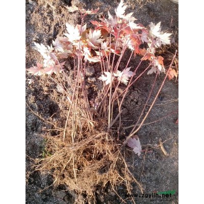 大量供应美国秋火焰地载苗