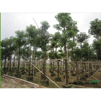 广东20-22公分秋枫地苗袋苗价格茂盛花木场*合理数量大