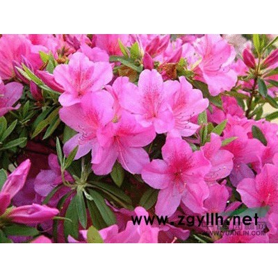 低价批发红花继木、红花继木球