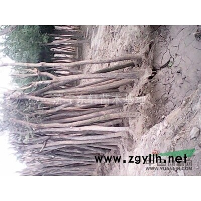 国槐价格 合欢价格 速生国槐价格