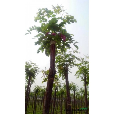 销售香花槐7－10公分，法桐12－14公分，白蜡7－8公分