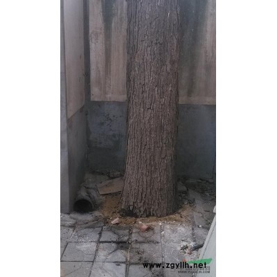 现有本地楸树一颗，低价出售。