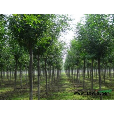 大量供应3-7公分速生白蜡