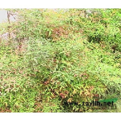 河南樱花/樱花批发