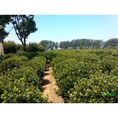 山东垂柳，烟台垂柳，烟台柳树供应，烟台苗木基地