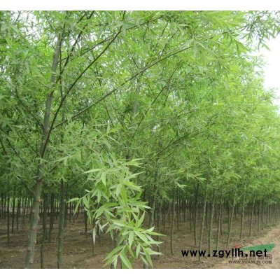 出售大量速生柳，金叶榆，法桐、