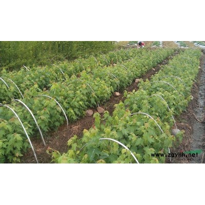 供应优质美国竹柳,美国红枫,银杏等