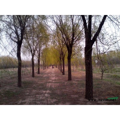 山东供应15-28公分柳树