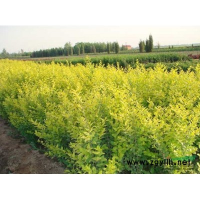 批发小叶黄杨球.大叶黄杨球.冬青球.金叶女贞球，红叶小檗球等