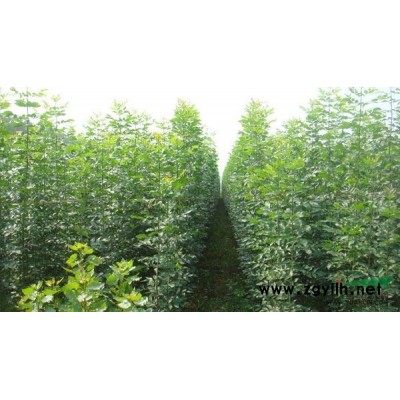 大量供应速生白蜡小苗，济宁速生白蜡报价