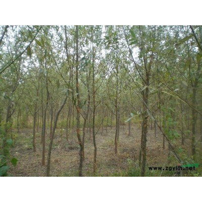 山东地区供应米径5公分竹柳