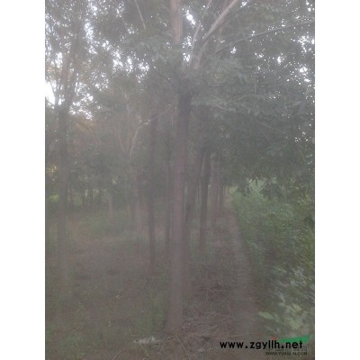 白蜡国槐速生白蜡速生国槐柳树榆树