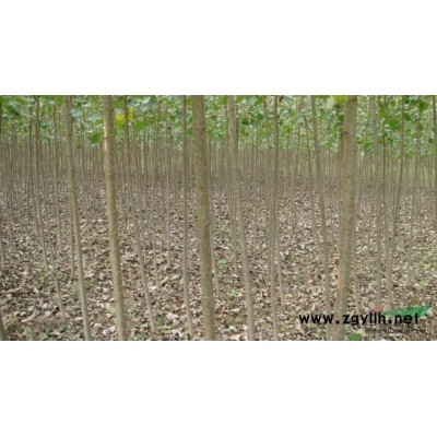 大量供应107杨树苗