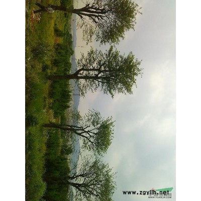 低价大量出售精品朴树，宽幅大，树形直，双杆