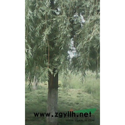 柳树 垂柳 榆树 毛白杨 国槐 刺槐 白蜡 法桐 银杏 火炬