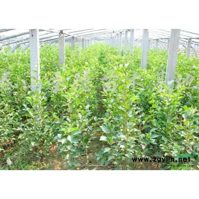 大量供应吉塞拉大樱桃砧木苗（幼苗、芽苗、成苗及二*育苗等）