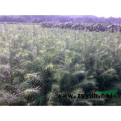 广东那里有速生杉苗供应 改良湿地松苗 速生桉树苗