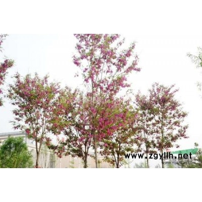 供应沁盛香花槐落叶乔木新品种