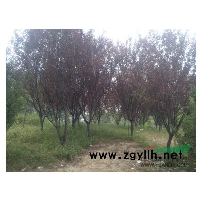 黑松、银杏、杜仲、雪松、柳树、垂柳