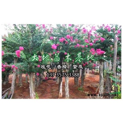 供应紫薇3/供应江西紫薇3/特价供应紫薇3