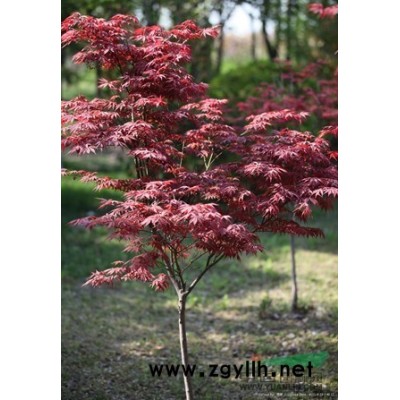 浙江红花继木球介绍