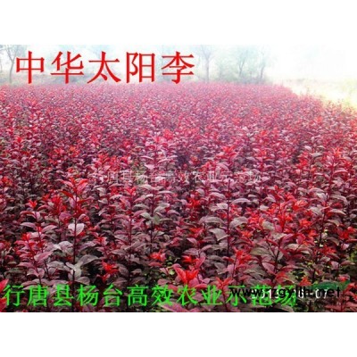 绿化苗木价格河北绿化苗价格