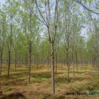 法桐，北栾，国槐，柳树，