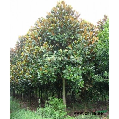 出售5-10公分垂柳 金边黄杨 金边麦冬 金叶女贞